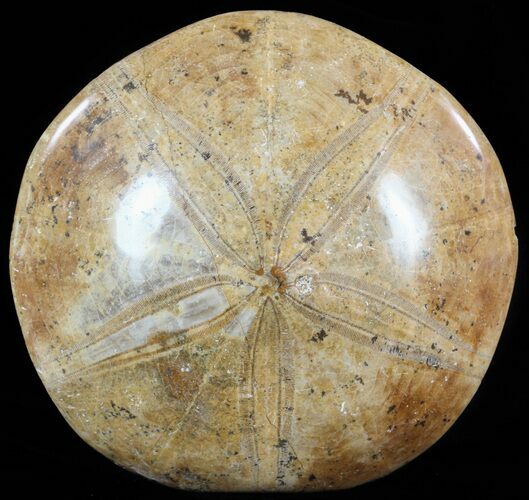 Polished Fossil Sand Dollar (Mepygurus) - Jurassic #51205